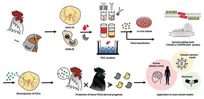 Recent Advances in the Application of CRISPR/Cas9 Gene Editing System in Poultry Species